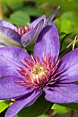 CLEMATIS ELSA SPATH