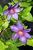 CLEMATIS ELSA SPATH