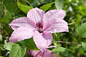 CLEMATIS HAGLEY HYBRID