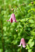 CLEMATIS TEXENSIS ETOILE ROSE