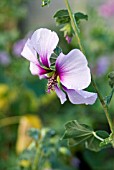 LAVATERA MARITIMER (BICOLOUR)