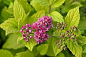 SPIRAEA JAPONICA CANDLELIGHT