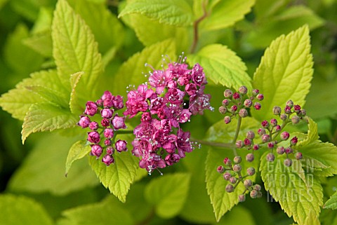 SPIRAEA_JAPONICA_CANDLELIGHT