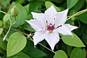 CLEMATIS SNOW QUEEN