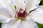 CLEMATIS SNOW QUEEN