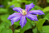 CLEMATIS MRS PB TRUAX