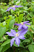 CLEMATIS MRS PB TRUAX