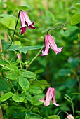 CLEMATIS TEXENSIS ETOILE ROSE