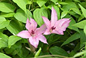 CLEMATIS HAGLEY HYBRID