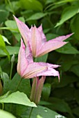 CLEMATIS HAGLEY HYBRID