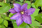 CLEMATIS FIREWORKS