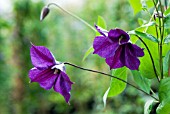 CLEMATIS STAR OF INDIA