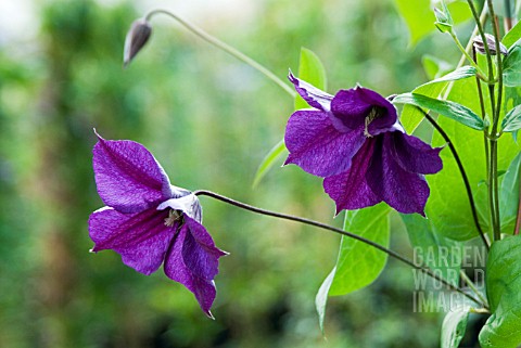 CLEMATIS_STAR_OF_INDIA