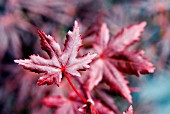 ACER PALMATUM TROMPENBURG