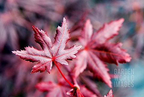 ACER_PALMATUM_TROMPENBURG