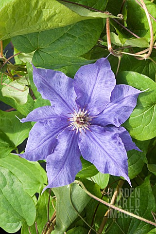 CLEMATIS_LORD_NEVILLE