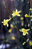 JASMINUM NUDIFLORUM,  (WINTER JASMINE)