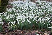 SNOWDROPS (GALANTHUS NIVALIS) IN WOODLAND