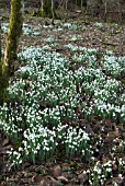 SNOWDROPS (GALANTHUS NIVALIS) IN WOODLAND