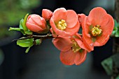 CHAENOMELES X SUPERBA CRIMSON AND GOLD