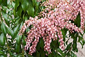 PIERIS JAPONICA PINK DELIGHT