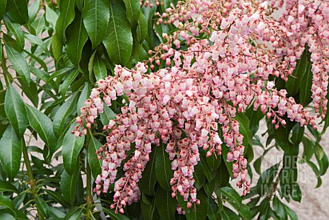 PIERIS_JAPONICA_PINK_DELIGHT