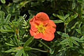 POTENTILLA FRUTICOSA RED ROBIN, (POTENTILLA FRUTICOSA MARROB)