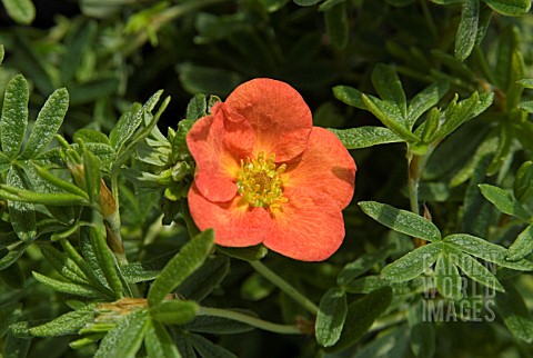 POTENTILLA_FRUTICOSA_RED_ROBIN_POTENTILLA_FRUTICOSA_MARROB