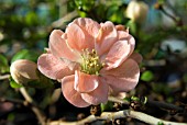 CHAENOMELES SPECIOSA GEISHA GIRL