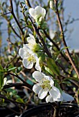 CHAENOMELES SPECIOSA NIVALIS