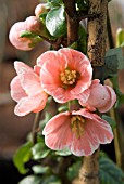 CHAENOMELES MADAME BUTTERFLY