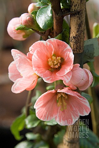 CHAENOMELES_MADAME_BUTTERFLY