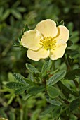 POTENTILLA DAVURICA DAYDAWN