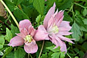 CLEMATIS MACROPETALA MARKHAMS PINK