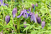 CLEMATIS MACROPETALA