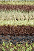 ROWS OF POTTED GRASSES IN A POLYTUNNEL