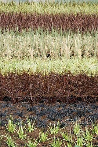 ROWS_OF_POTTED_GRASSES_IN_A_POLYTUNNEL