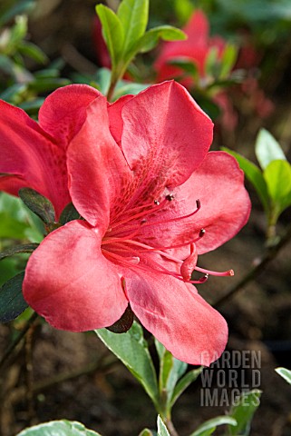 AZALEA_JAPONICA_MOTHERS_DAY