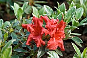 AZALEA JAPONICA HOTSHOT VARIEGATA