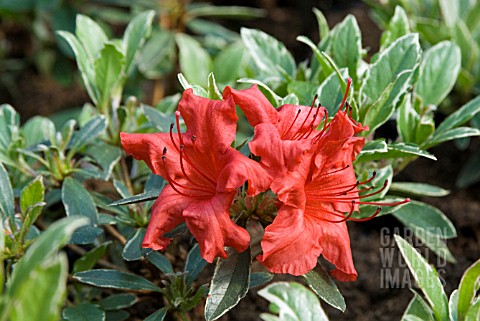 AZALEA_JAPONICA_HOTSHOT_VARIEGATA