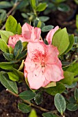 AZALEA JAPONICA BLAAUWS PINK