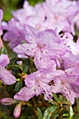 DWARF RHODODENDRON PINK DRIFT