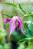 CLEMATIS ALPINA RUBY