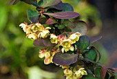 BERBERIS THUNBERGII PINK QUEEN