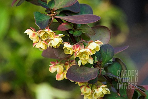 BERBERIS_THUNBERGII_PINK_QUEEN