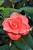 CAMELLIA JAPONICA ADOLPHE AUDUSSON