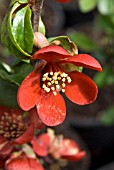 CHAENOMELES X SUPERBA CRIMSON AND GOLD