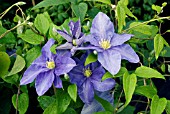 CLEMATIS FUJI MUSUME