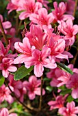 AZALEA JAPONICA SILVESTER