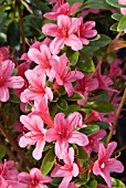 AZALEA JAPONICA SILVESTER